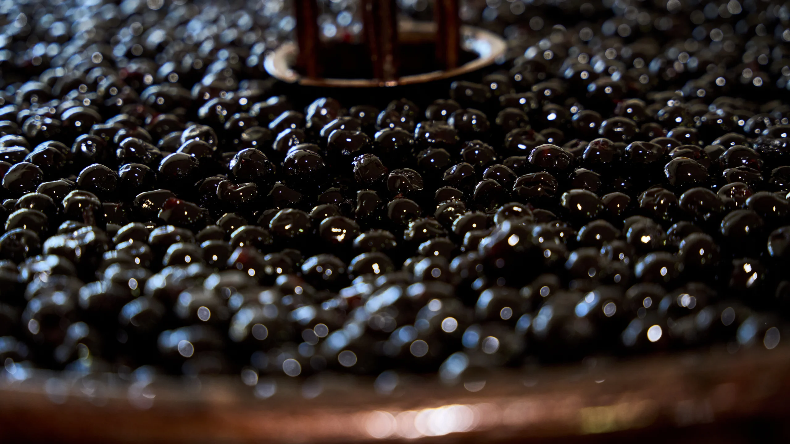 preparazione delle amarene toschi in azienda toschi vignola